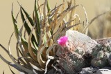 Cactus Flower, Big Bend NP, TX, 4-17-12, Ja_6334.jpg