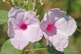 Flower, Zapata, TX, 4-22-12, Ja_8536.jpg