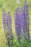 Lupine, W. Jasper, Alberta, Canada, 6-30-12, Ja_12628.jpg