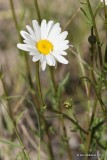 Oxeye Daisy, Leucanthemum vulgare, Jasper Park, Canada, 6-29-12, Ja_12525.jpg