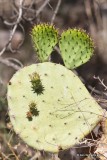 Prickly Pear Cactus, Big Bend NP, TX, 4-18-12, Ja_6689.jpg