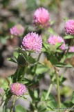 Red Clover, Teslin, Yukon Territory, Canada, 7-29-12, Ja_20168.jpg