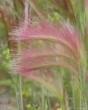 Squirreltail Grass, Hordeum jubatum, N. Carmacks, Yukon Territory, Canada, 7-4-12, Ja_13833.jpg