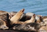 California Sea Lions, San Luis Port, CA, 2-23-13, Ja_27936.jpg