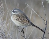 Sagebrush Sparrow, west of Buckeye, AZ, 2-20-13, Ja_26415.jpg