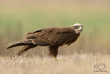 Marsh Harrier 