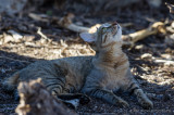 African Wildcat