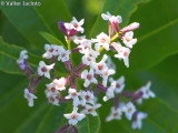 Ch de Bela-lusa; Lcia-lima // Lemon Verbena (Aloysia triphylla)