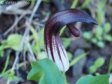 Candeias // Friars Cowl (Arisarum vulgare)