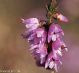 Torga-ordinária // Heather (Calluna vulgaris)