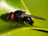 Mosca // Lonchaeid Fly (Lamprolonchaea smaragdi)