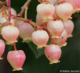 Flores do Medronheiro // Strawberry Tree with Flowers (Arbutus unedo)