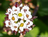 Assembleias (Iberis procumbens subsp. procumbens)