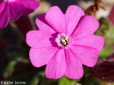 Alfinete-das-areias (Silene littorea subsp. littorea)