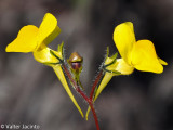 Ballast Toadflax (Linaria spartea)