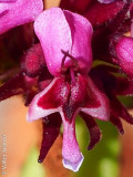 Cornucpia // African Valerian (Fedia cornucopiae)