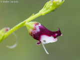 French Figwort (Scrophularia canina)