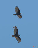 Turkey Vultures Soaring Overhead (DRB152)