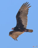 Turkey Vulture Soaring Overhead (DRB153)