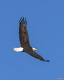 Bald Eagle over Pohick Bay (DRB150)