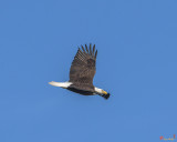 Bald Eagle over Pohick Bay (DRB151)