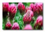 Red Clover