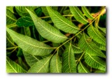 Walnut Tree Leaves