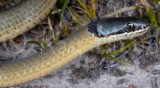 Elapognathus coronatus