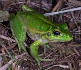 Litoria moorei