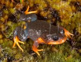 Frogs of Australia (Myobatrachidae)