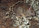 Greater Stick-nest Rat