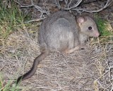 Burrowing Bettong or Boodie
