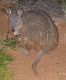 Rufous Hare-wallaby