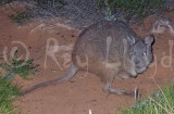 Rufous Hare-wallaby