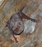 Common Sheath-tailed Bat