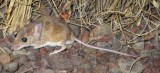 Calabys Pebble-mound Mouse