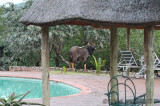 Early morning visitor