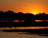 Moremi waterhole sunset