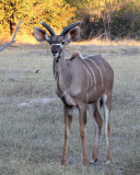 Young kudu stag