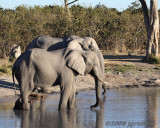 Elephants at Savute waterhole