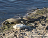 Monitor lizards mating