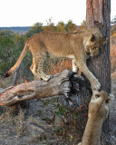 Zimbabwean cubs play