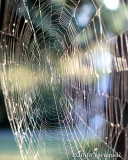 Spider web