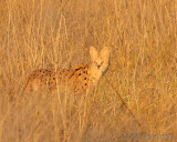 Serval in grass 3