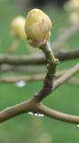 Tree bud