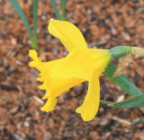 Daffodil