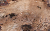 Crop of stump