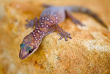 Velvet Spotted Gecko
