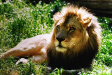 NC Zoo Lion
