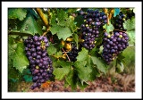 Hanover Park Hanging Wine Grapes